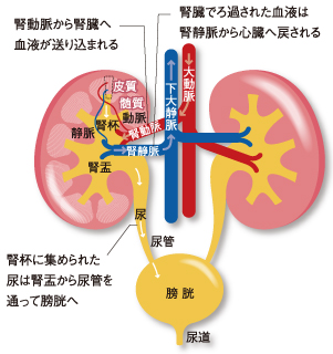 腎臓病