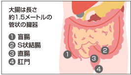 大腸